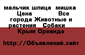 мальчик шпица (мишка) › Цена ­ 55 000 - Все города Животные и растения » Собаки   . Крым,Ореанда